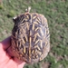 Plains Box Turtle - Photo (c) RJ Baltierra, some rights reserved (CC BY-NC), uploaded by RJ Baltierra