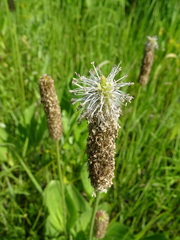 Plantago maxima