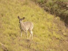 Odocoileus virginianus peruvianus