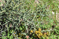 Castela stewartii