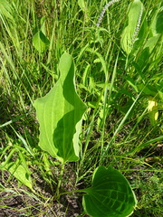Plantago maxima