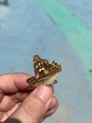 Apatura ilia