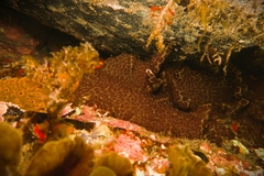 Distaplia