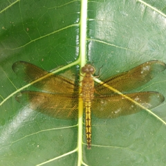 Neurothemis terminata