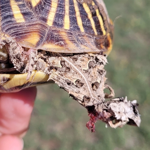 Texas Horned Lizard