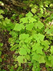 Polymnia canadensis
