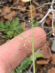 Dichanthelium acuminatum