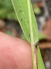 Dichanthelium acuminatum