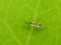 Macrolophus brevicornis