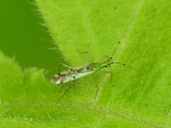 Macrolophus brevicornis