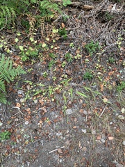 Dichanthelium acuminatum