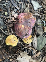 Cortinarius atkinsonianus