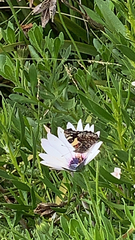 Vanessa itea