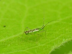 Macrolophus brevicornis