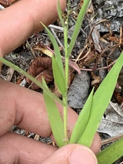 Dichanthelium acuminatum