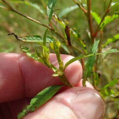 Ludwigia erecta