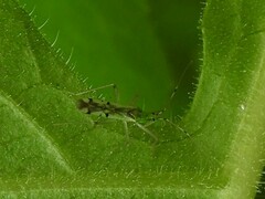 Macrolophus brevicornis