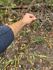 Dichanthelium acuminatum