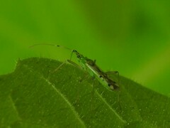 Macrolophus brevicornis
