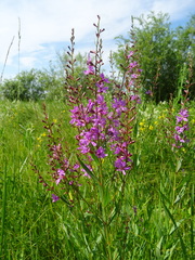 Lythrum virgatum