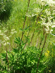 Filipendula stepposa