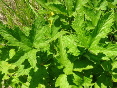 Filipendula stepposa