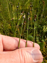 Equisetum variegatum variegatum