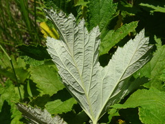 Filipendula stepposa
