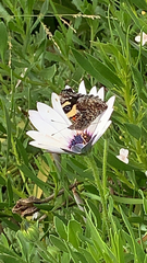 Vanessa itea