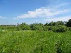 Cirsium arvense integrifolium