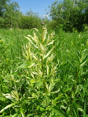 Cirsium arvense integrifolium