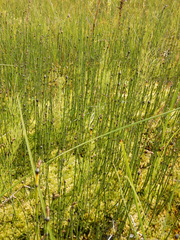 Equisetum variegatum variegatum