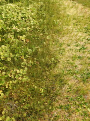Equisetum variegatum variegatum