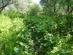 Petasites spurius