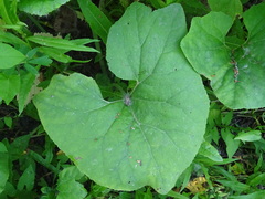 Petasites spurius