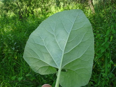 Petasites spurius