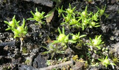 Siloxerus multiflorus