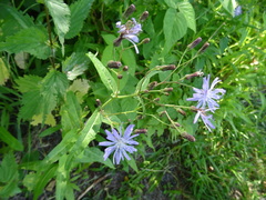 Lactuca sibirica