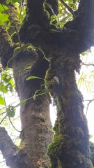 Ceratostylis backeri