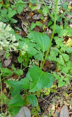 Ageratina jucunda
