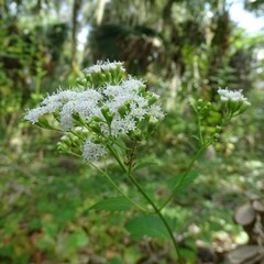 Ageratina jucunda