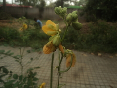 Tapinoma melanocephalum