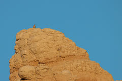 Salpinctes obsoletus