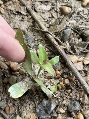 Plantaginaceae