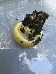 Cortinarius atkinsonianus