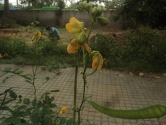 Tapinoma melanocephalum