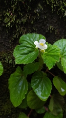 Begonia hirtella