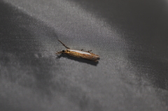 Crambus