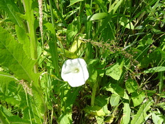 Calystegia sepium sepium