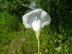 Calystegia sepium sepium